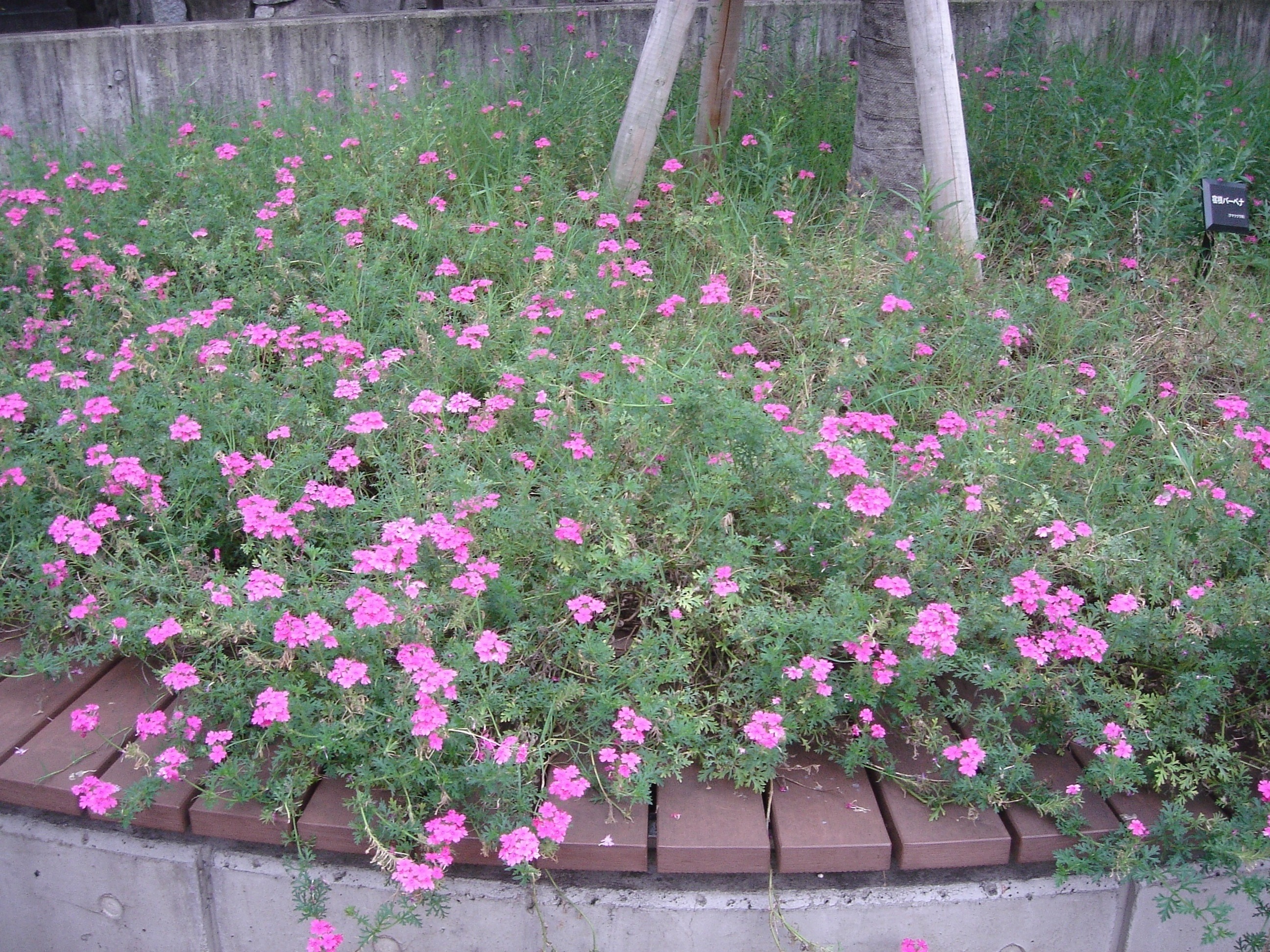 宿根バーベナ ふうの小さな庭と花たち