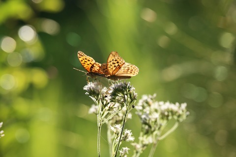 2023-09-23釜房湖湖畔公園_2541 (109)-2
