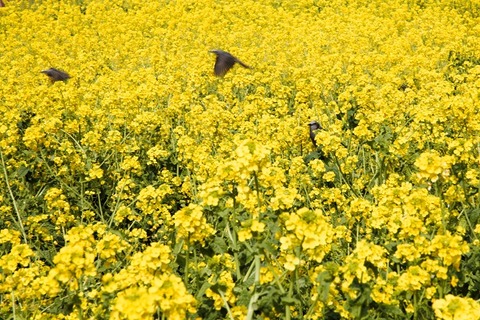 2024-03-16文香前撮り顔合わせ_4614-2