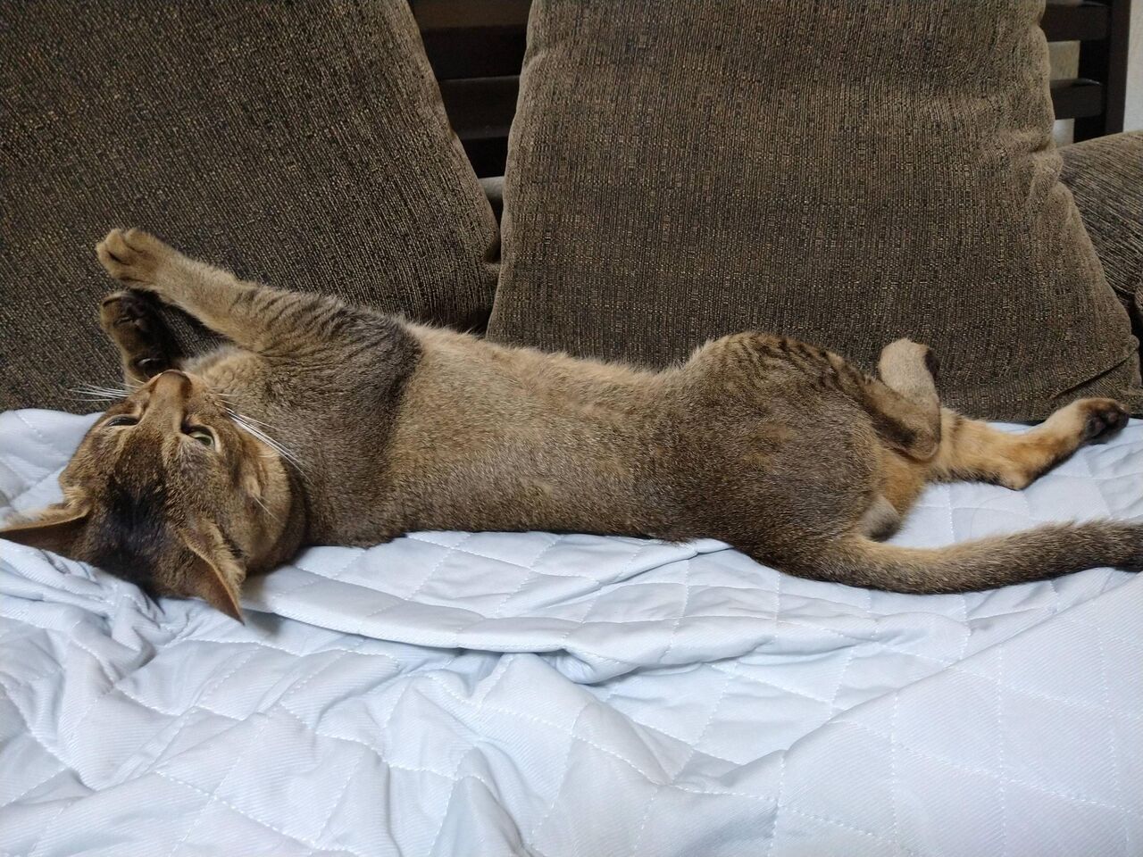 ワイ 玄関いく 猫 気付いて見送る ワイ アヒル覆面を被って戻ってくる おんj民のおもひで