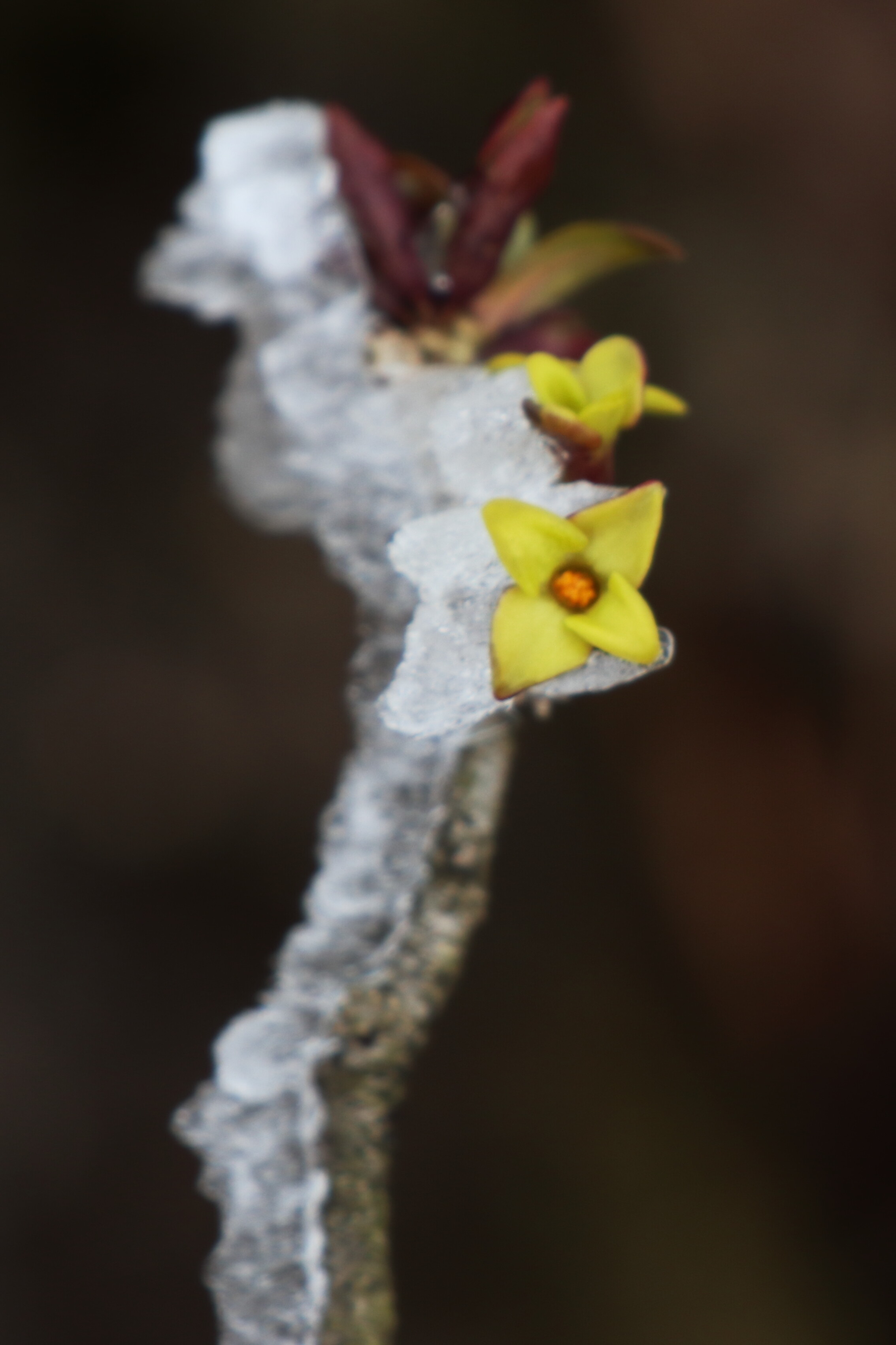 藤原岳 早春の花 ふらっと つれづれ帳 旧 ふらっと山へ