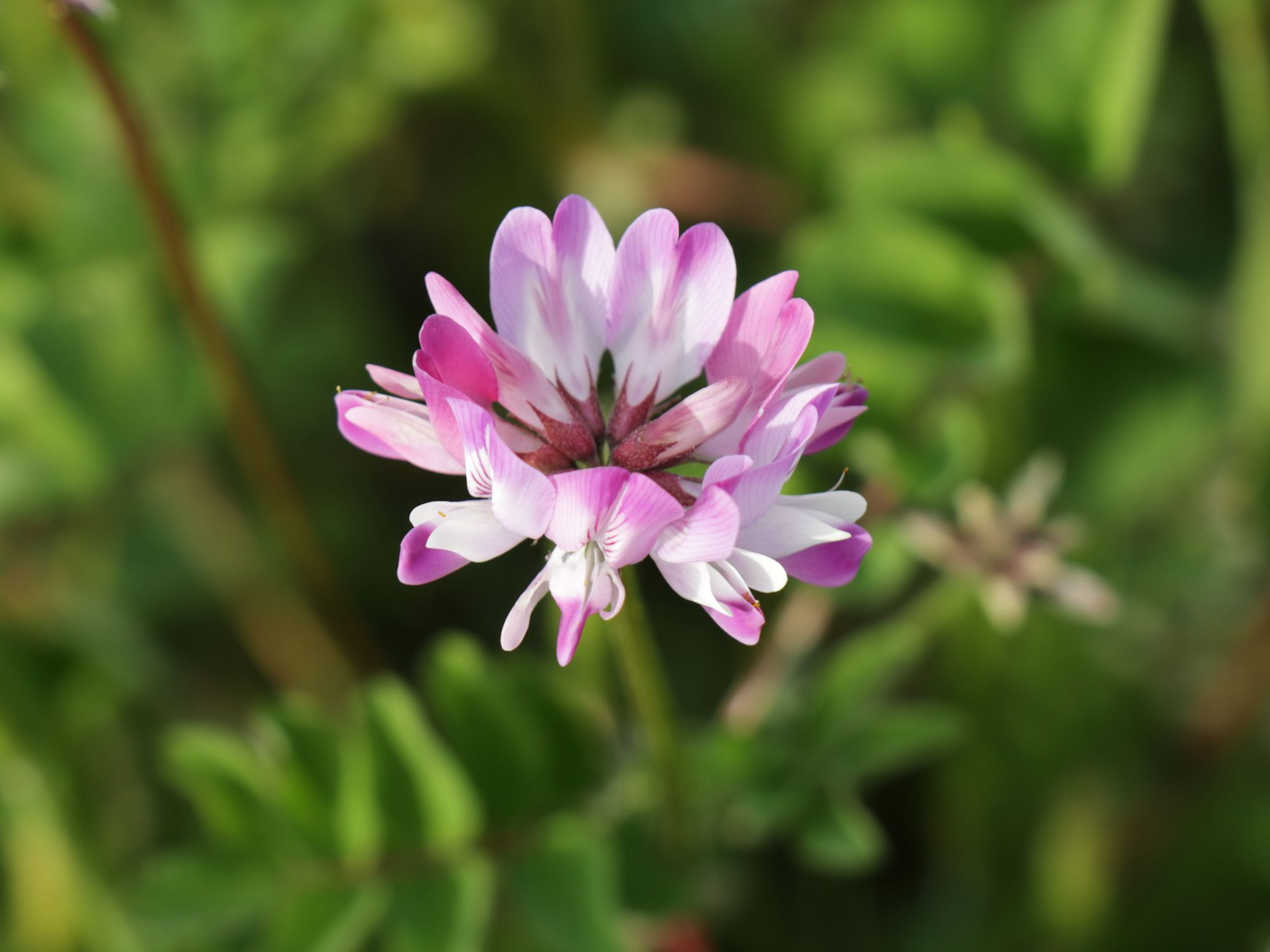 ゲンゲ 蓮華草 ふらっと山へ