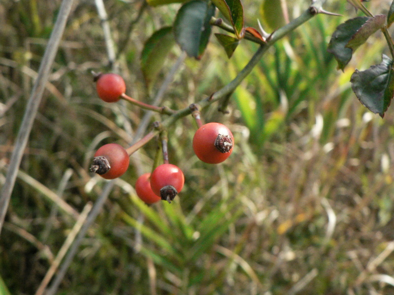 ヤマラッキョウ ツリガネニンジン オケラ コウヤボウキ ふらっと山へ