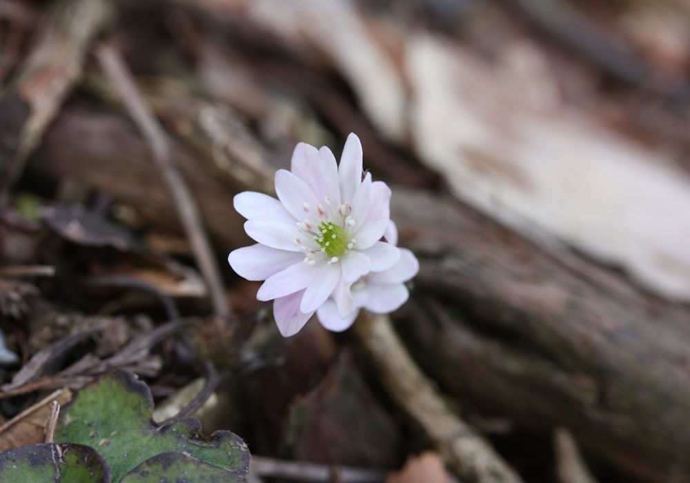 藤原岳 春の花 その２ ふらっと山へ