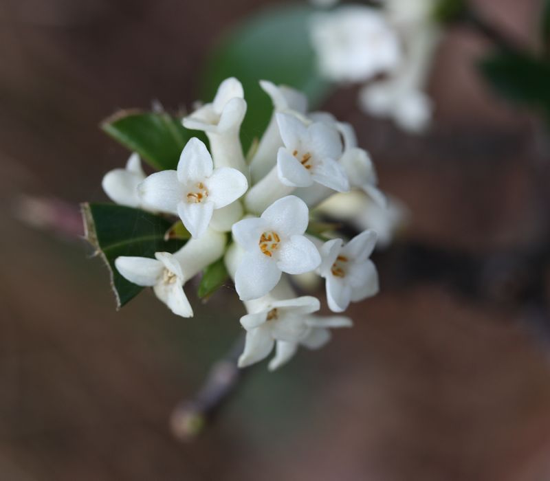 藤原岳 春の花 その1 ふらっと山へ