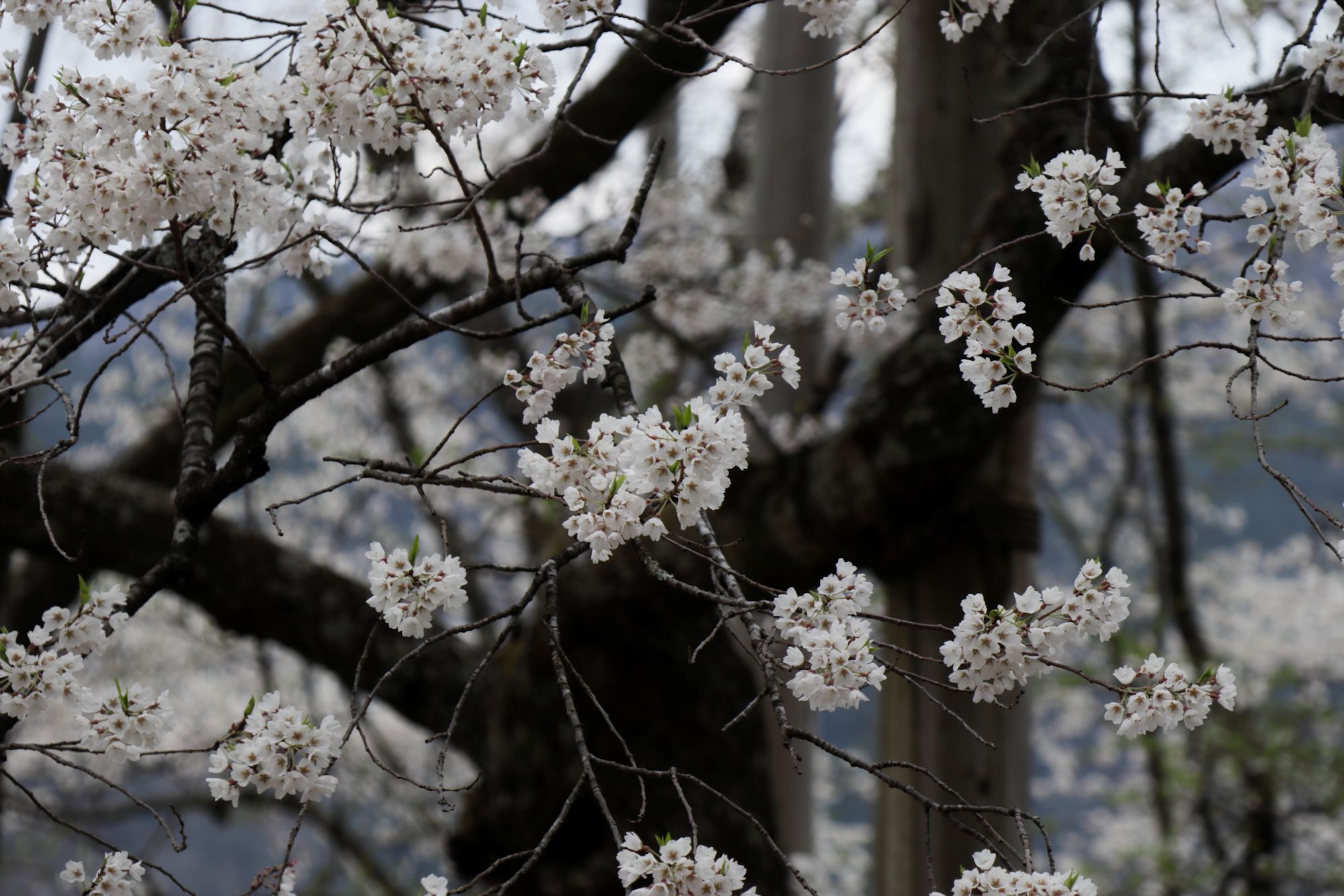 淡墨桜 2020年 : ふらっと山へ
