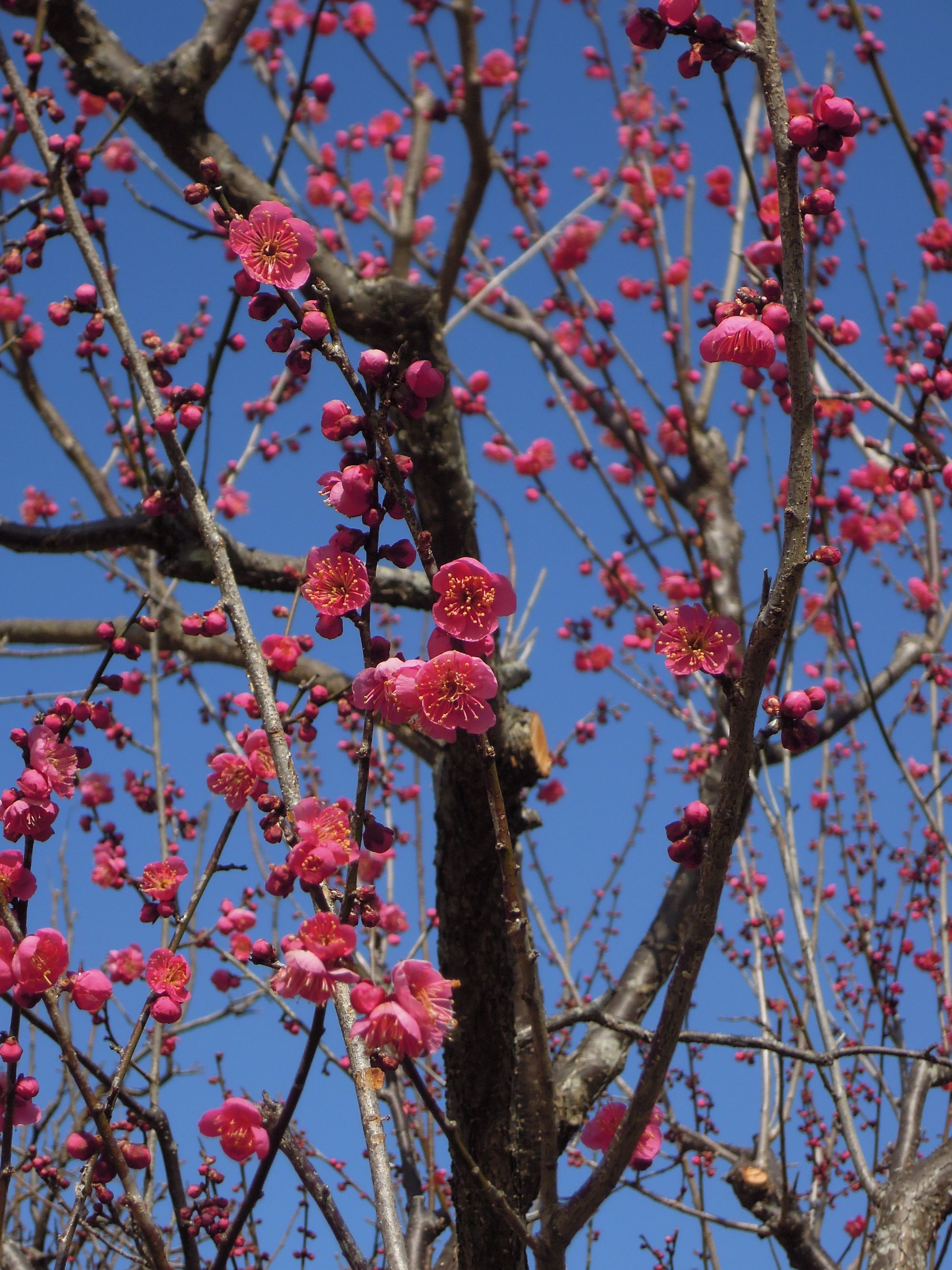 梅の花 春と冬とのせめぎ合い ふらっと つれづれ帳 旧 ふらっと山へ 梅の花 春と冬とのせめぎ合い ふらっと つれづれ帳 旧 ふらっと山へ