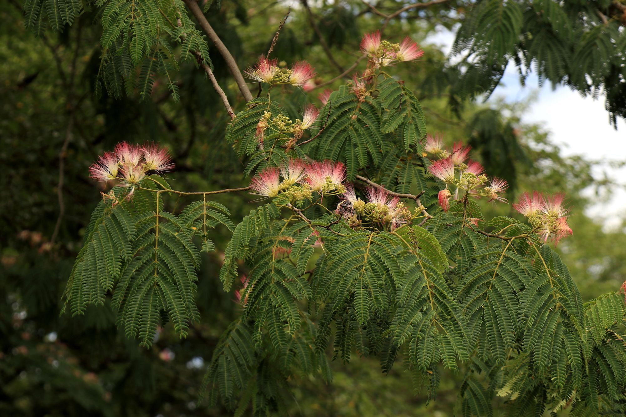 ネムノキ ふらっと山へ