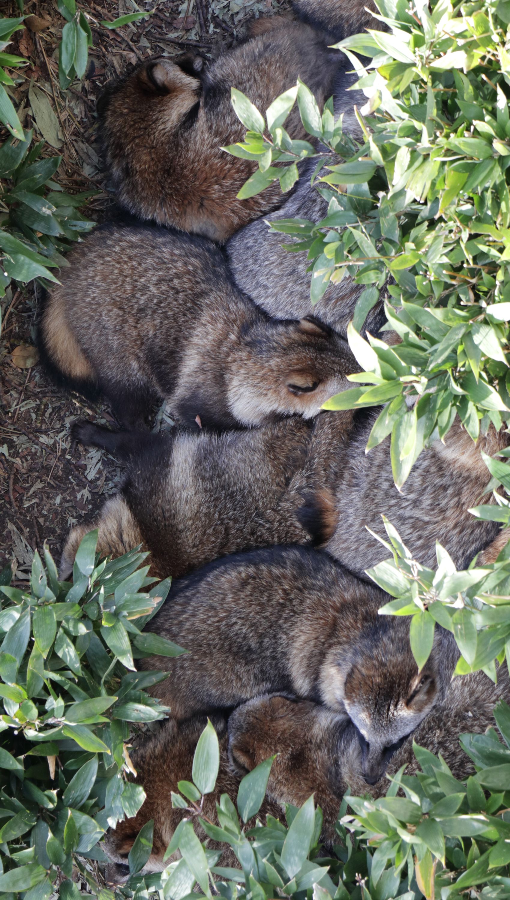 すず しょう と たぬき