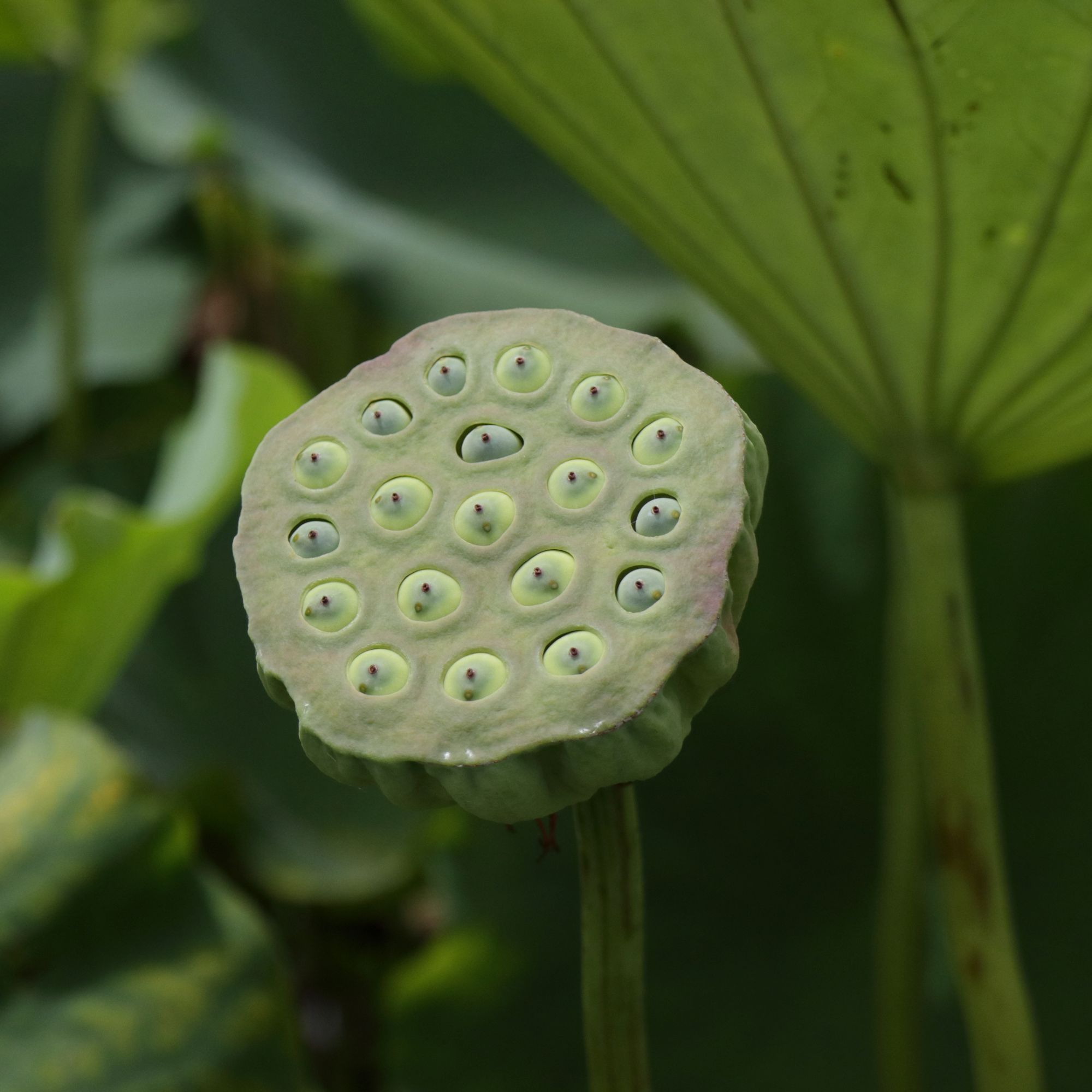 蓮と花言葉 ふらっと つれづれ帳 旧 ふらっと山へ