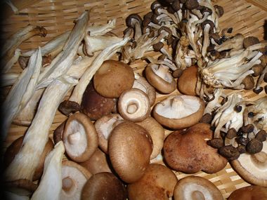 ´³¤·ÌîºÚ¥¥Î¥³