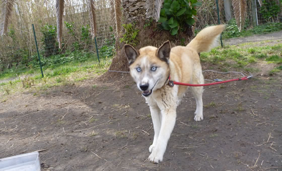 福島県 ハスキー系雑種 東日本大震災 保護犬猫まとめ情報 福島県 ハスキー系雑種 東日本大震災 保護犬猫まとめ情報