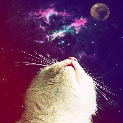 画像 宇宙 猫 謎の組み合わせ スペースキャット が話題にwwwwwwwwwwww 2chまとめちゃん 画像 宇宙 猫 謎の組み合わせ スペースキャット が話題にwwwwwwwwwwww 2chまとめちゃん