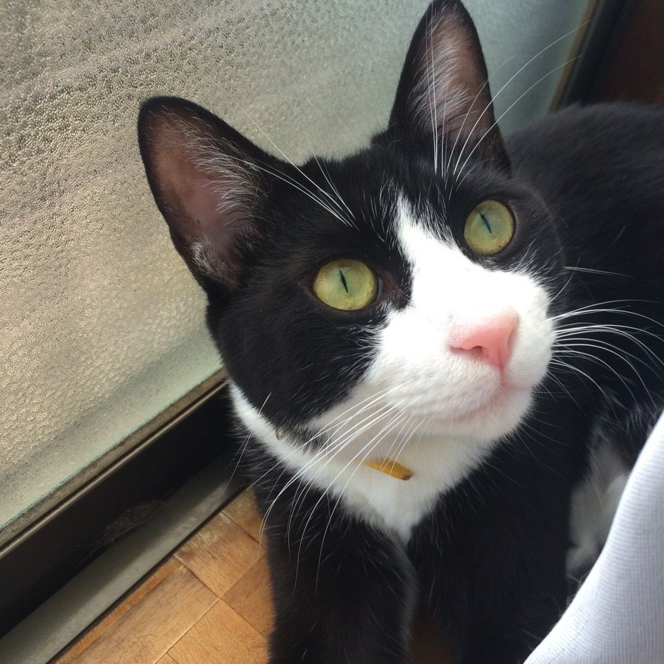 猫多頭飼い それぞれの性格 成長による見た目の変化 猫を愛でれば全てが解決する