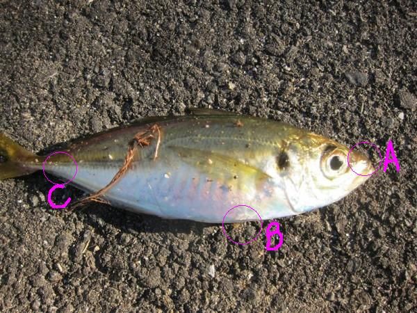 飲ませ釣りで大物狙い エサに針を付けるテクニック 釣りねた