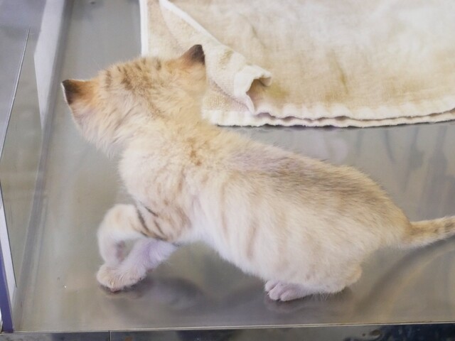 スナネコの赤ちゃんに会ってきたよ フルリーナの部屋