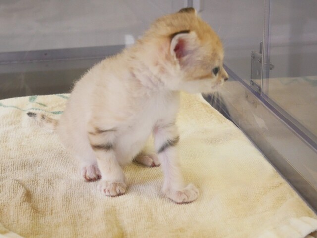 スナネコの赤ちゃんに会ってきたよ フルリーナの部屋