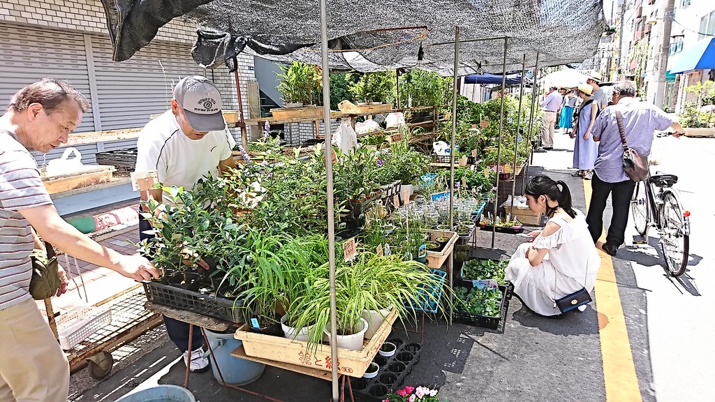 お富士さんの植木市 浅草 続 下町外飯徒然草