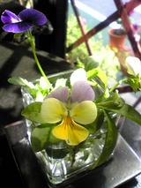 ¤æ¤¦¡§Å¹¤¥Æ¡¼¥Ö¥ëÀʤβÖ070512.jpg