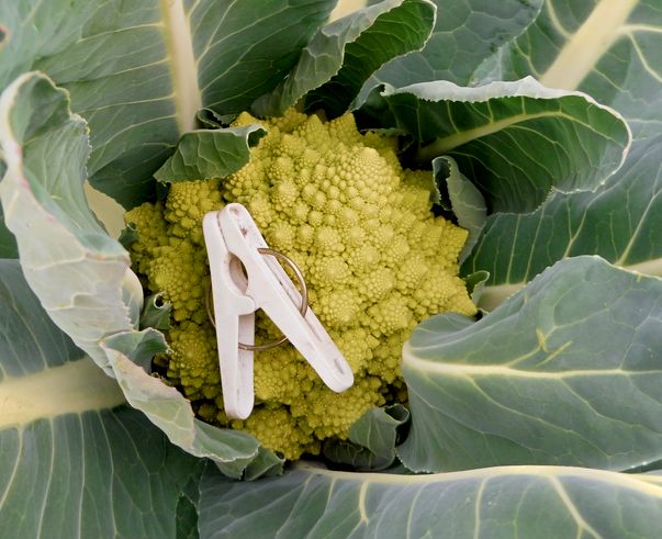 金時草の冬越しとブロッコリーの片付け Furuutuの気ままな家庭菜園日誌 金時草の冬越しとブロッコリーの片付け Furuutuの気ままな家庭菜園日誌