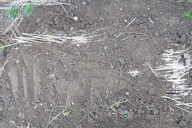 金時草の冬越し Furuutuの気ままな家庭菜園日誌 金時草の冬越し Furuutuの気ままな家庭菜園日誌