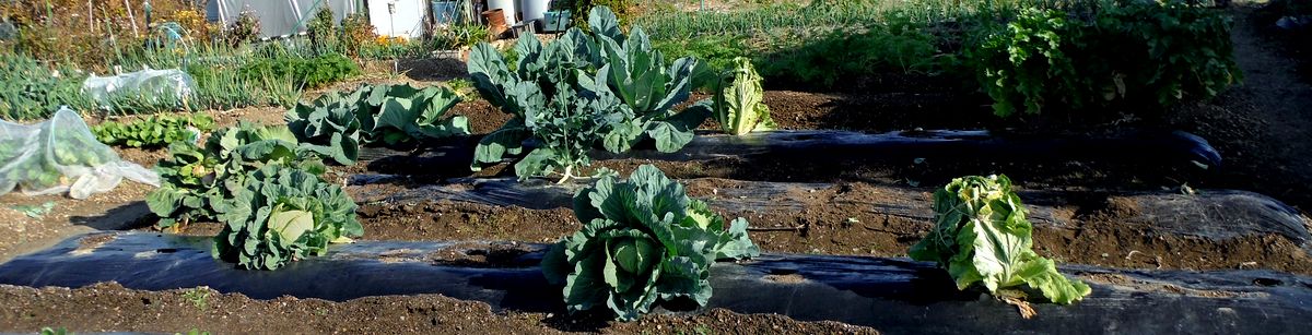 金時草の冬越しとブロッコリーの片付け Furuutuの気ままな家庭菜園日誌 金時草の冬越しとブロッコリーの片付け Furuutuの気ままな家庭菜園日誌