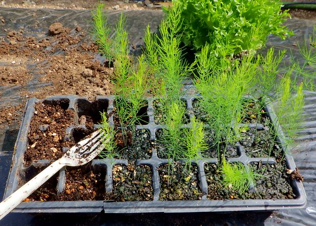 アスパラガスの苗定植ほか Furuutuの気ままな家庭菜園日誌 アスパラガスの苗定植ほか Furuutuの気ままな家庭菜園日誌