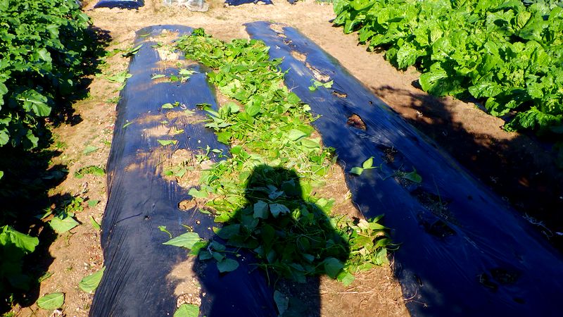 furuutuの気ままな家庭菜園日誌 : インゲンの棚を取り払う