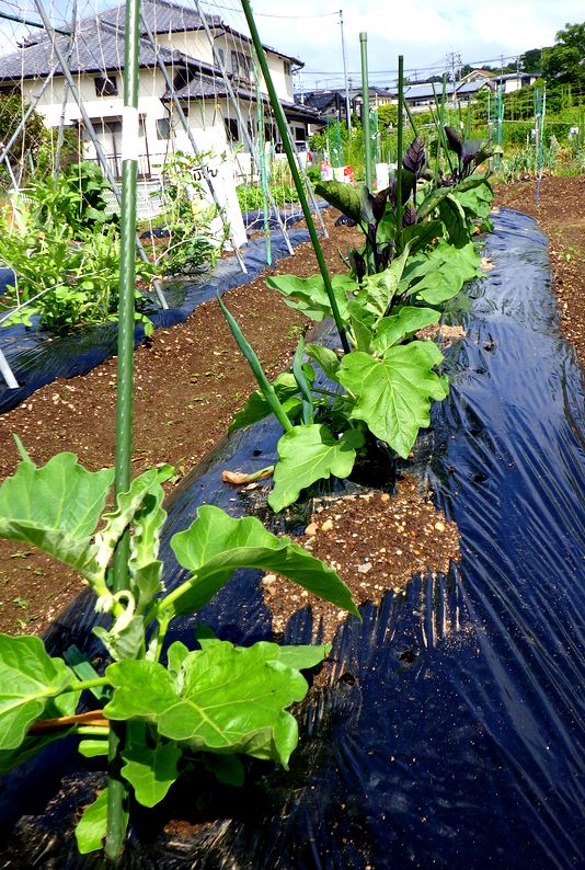 furuutuの気ままな家庭菜園日誌 : 茄子の行燈も取り払う