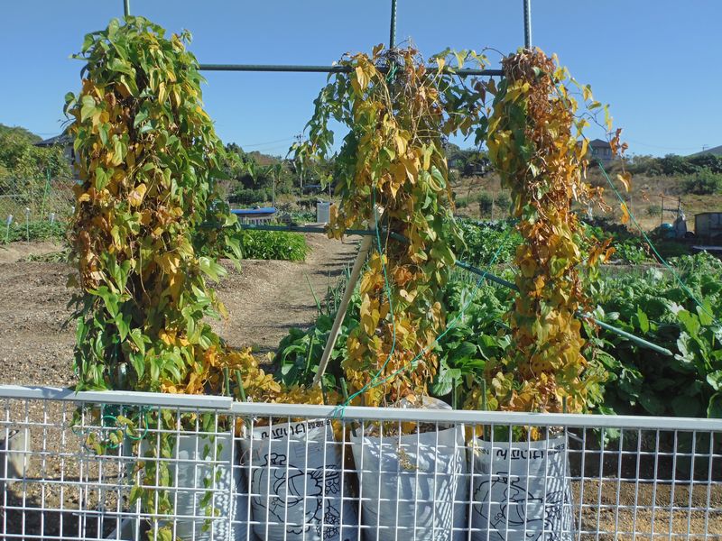 短形自然薯の堀上げ Furuutuの気ままな家庭菜園日誌