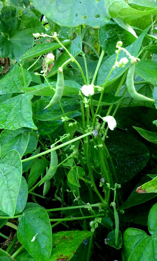 枝豆の花が咲き出してきた Furuutuの気ままな家庭菜園日誌