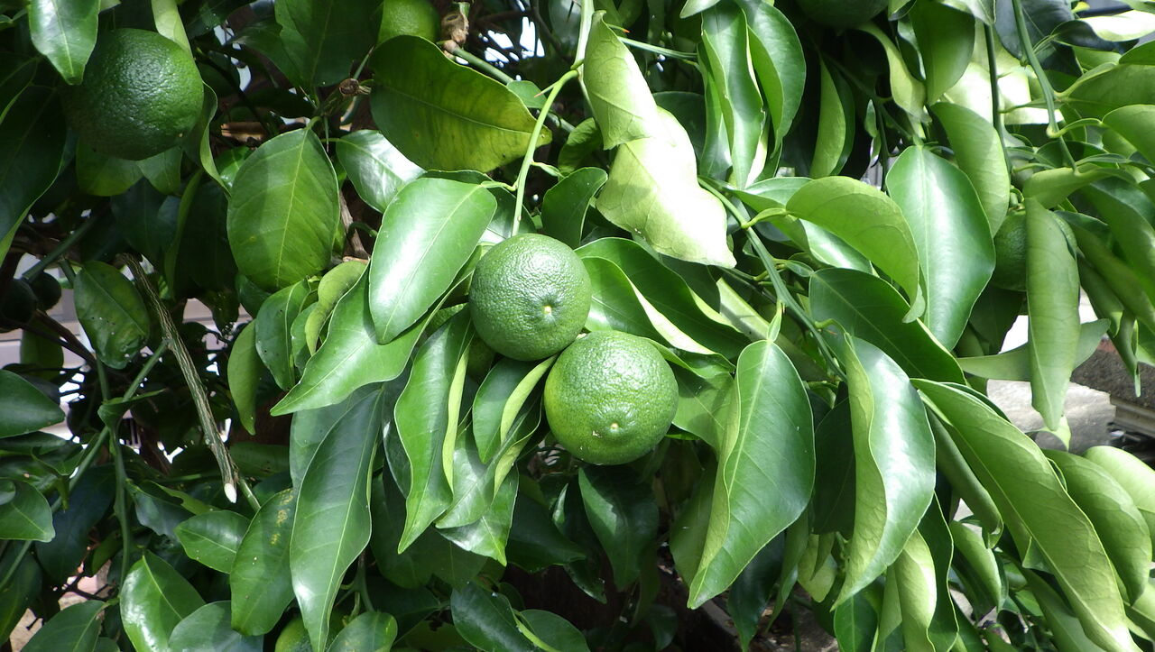 柚の木の剪定など Furuutuの気ままな家庭菜園日誌