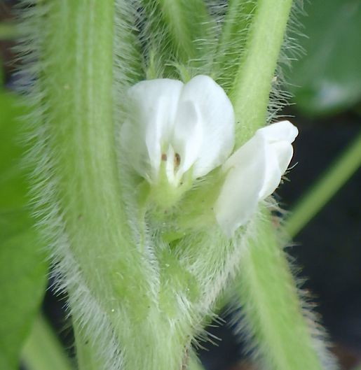枝豆の花が咲き出してきた Furuutuの気ままな家庭菜園日誌