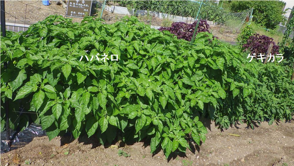 唐辛子類の様子など Furuutuの気ままな家庭菜園日誌