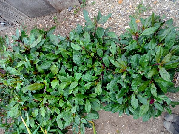 金時草の冬越しとブロッコリーの片付け Furuutuの気ままな家庭菜園日誌 金時草の冬越しとブロッコリーの片付け Furuutuの気ままな家庭菜園日誌