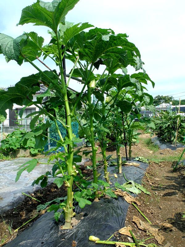 オクラに支柱立てほか Furuutuの気ままな家庭菜園日誌