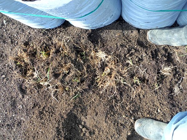 ニラの植え替えなど Furuutuの気ままな家庭菜園日誌 ニラの植え替えなど Furuutuの気ままな家庭菜園日誌