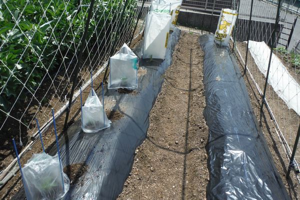 糠床温床の片付け Furuutuの気ままな家庭菜園日誌 糠床温床の片付け Furuutuの気ままな家庭菜園日誌