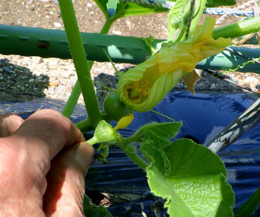 カボチャとトウモロコシの花粉付けとか茄子の手入れ Furuutuの気ままな家庭菜園日誌 カボチャとトウモロコシの花粉付けとか茄子の手入れ Furuutuの気ままな家庭菜園日誌