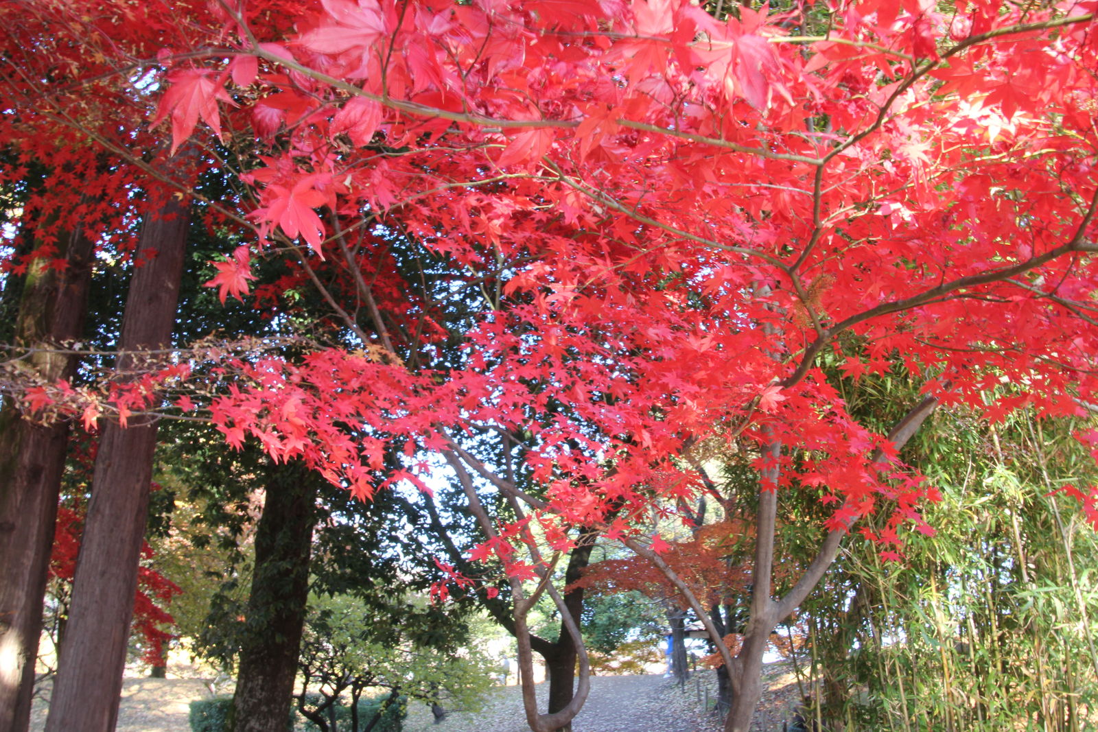 長野県ー上田城跡の旅ー4 上田城の紅葉 おおらか人生 長野県ー上田城跡の旅ー4 上田城の紅葉 おおらか人生