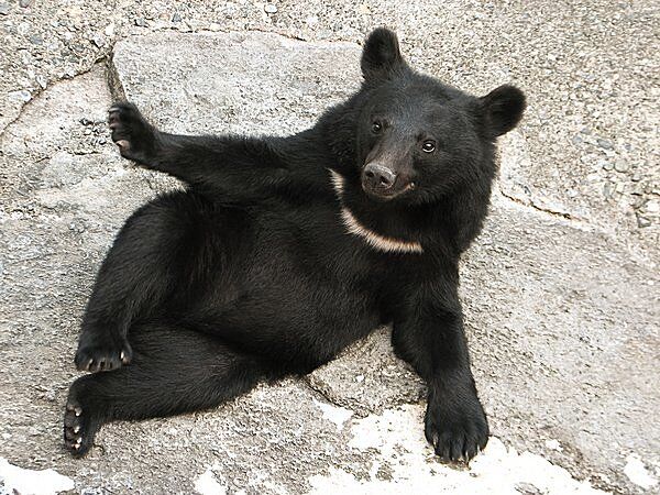 クマの攻撃で鼻が半分取れた中「助けてください・・・」クマに襲われ死亡した警察官の「壮絶すぎる現場」
