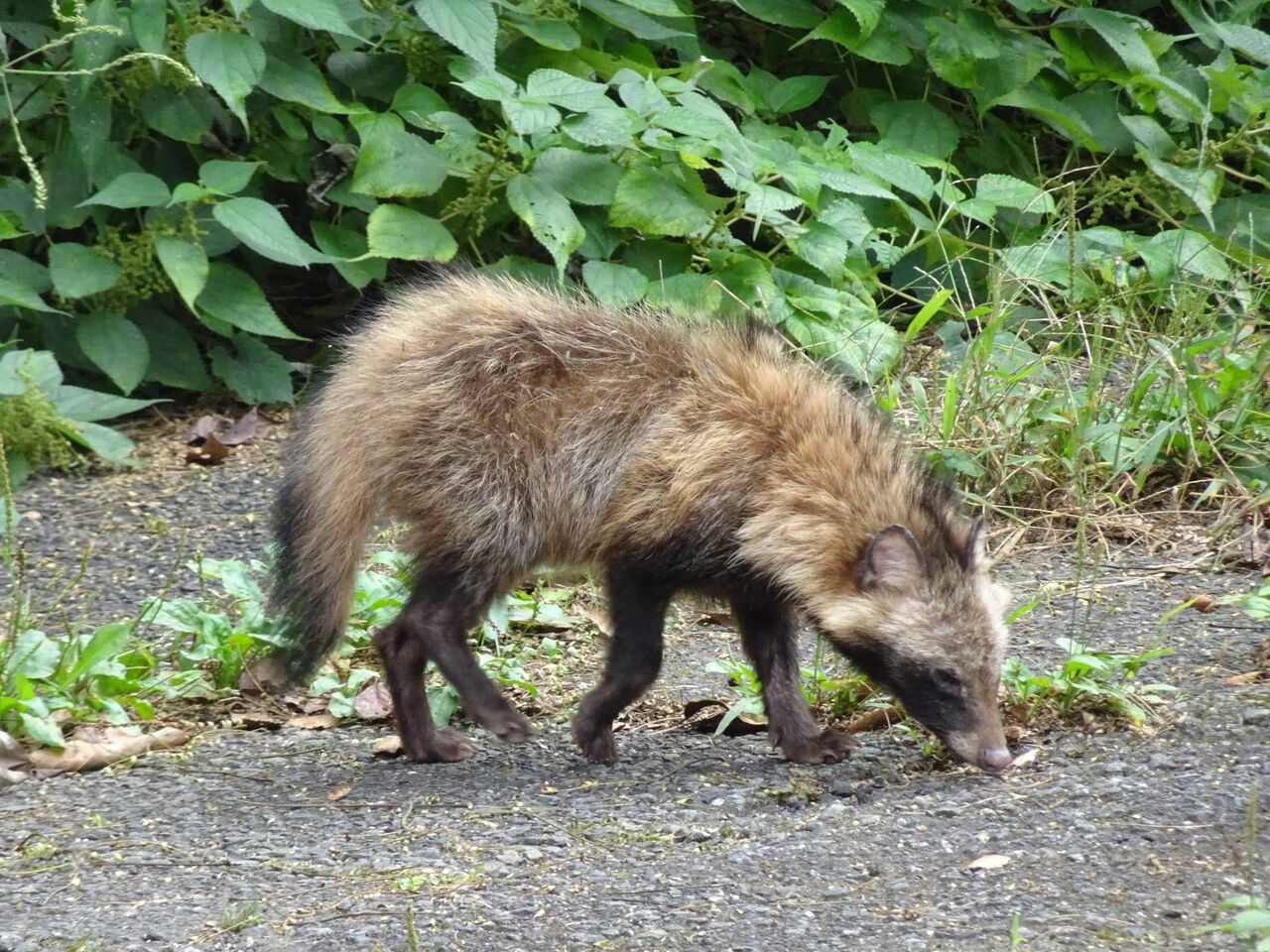 新型コロナウイルスの起源　タヌキかも・・・