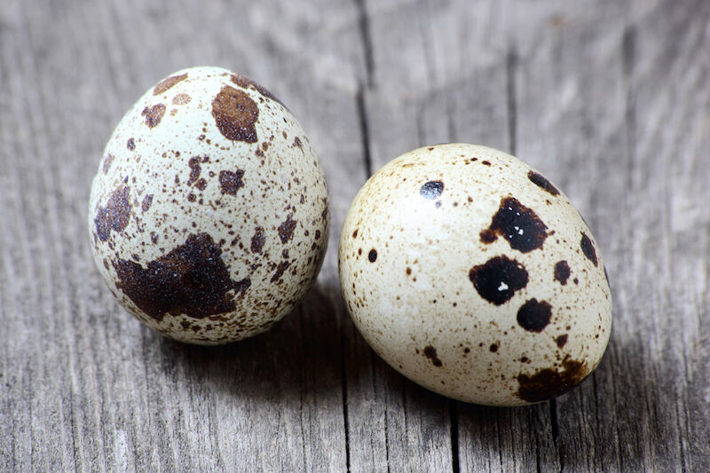 ウズラ卵の「代替」見つからず  　なくならない給食事故