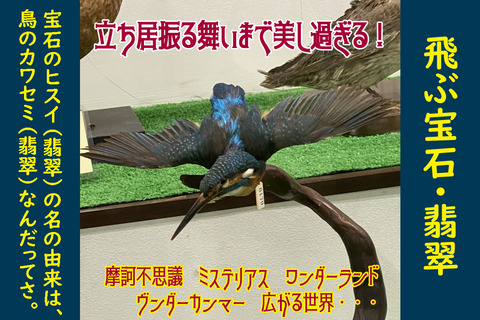 飛ぶ宝石・翡翠 : つやま自然のふしぎ館【推し】ブログ