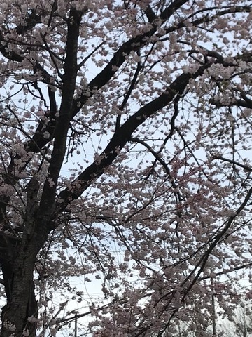 230324桜3