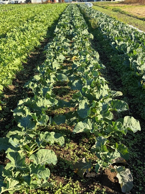 14晩生ブロッコリー