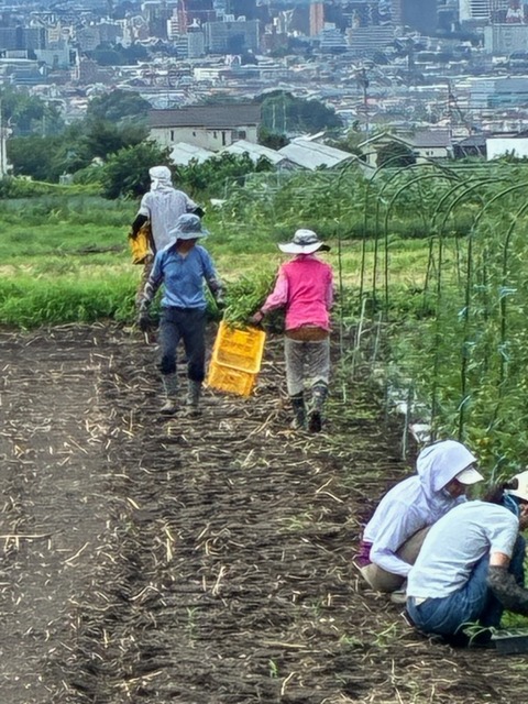 19草取り6