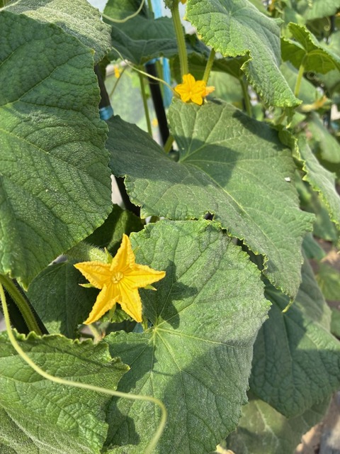 18キュウリ花