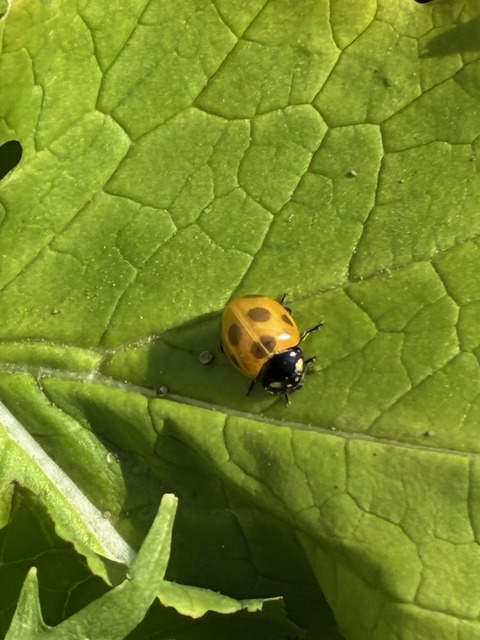 18てんとう虫孵化