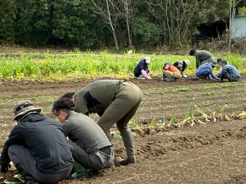 5長ネギ植え付け